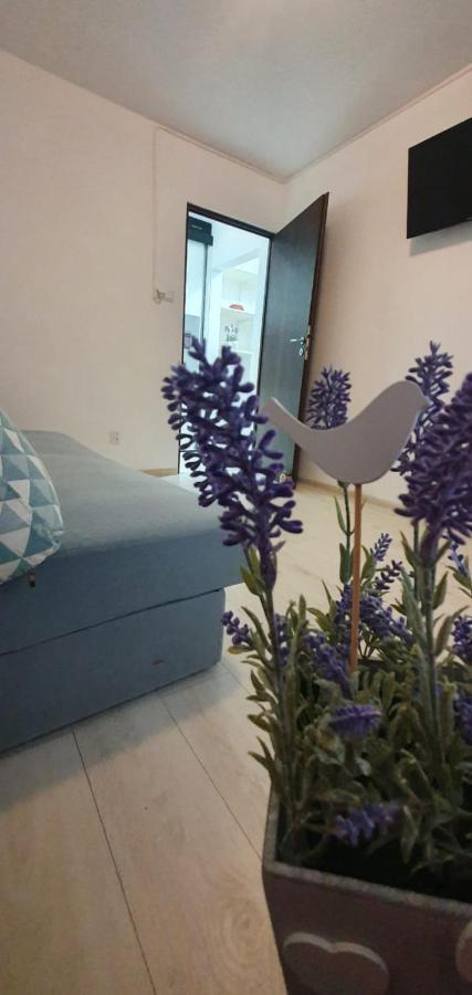 Apartament 3 Camere Spatios Timisoara Exterior photo
